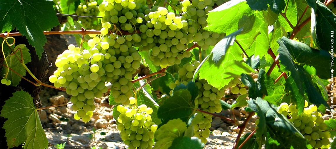 Vinyeards in Sant Sadurní d'Anoia, home of Freixenet and Codorniu