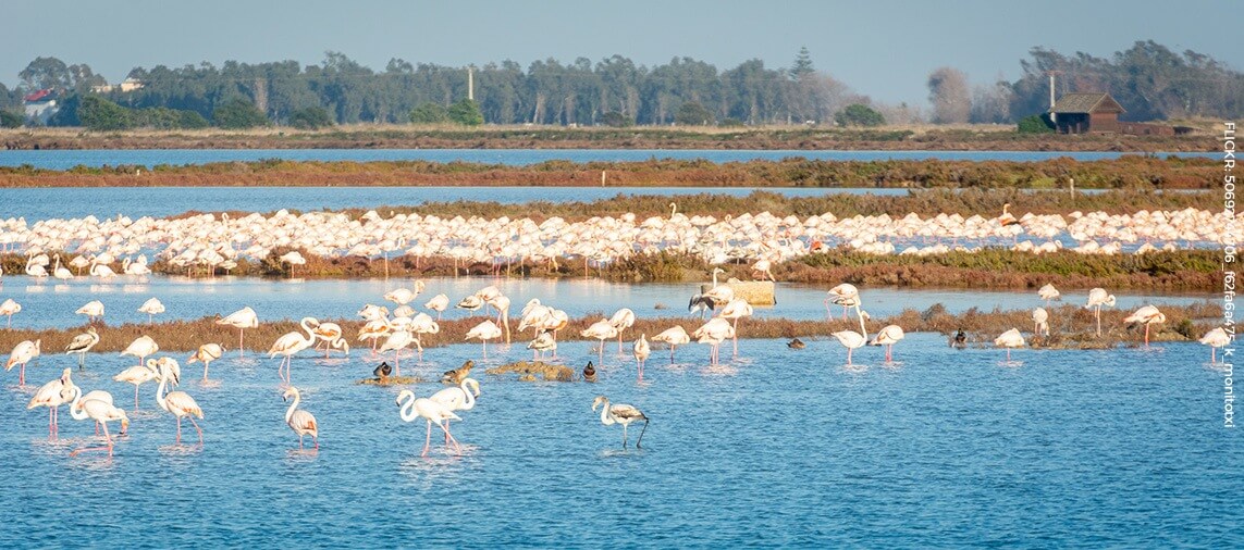 Flamingos in the Natural Park at Delta de l'Ebre